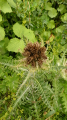Cirsium spinosissimum