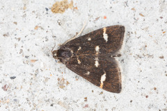 Pyrausta nigrata