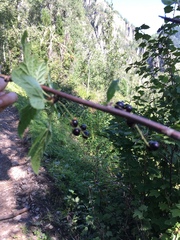 Ribes altissimum