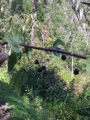 Ribes altissimum