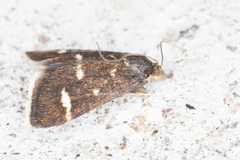 Pyrausta nigrata