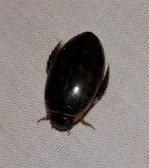 Thermonectus nigrofasciatus