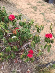 Rhododendron