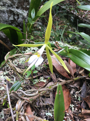 Epidendrum nocturnum