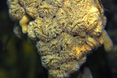 Botrylloides leachii