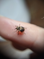 Hyperinae