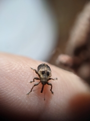 Hyperinae