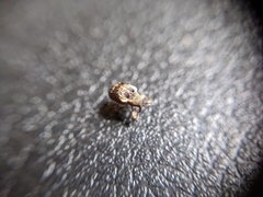 Hyperinae
