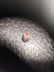 Hyperinae