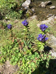 Gentiana dschungarica