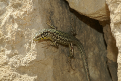 Podarcis filfolensis maltensis