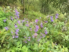 Nepeta sibirica