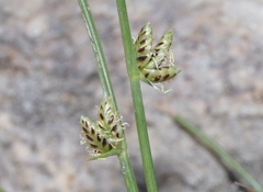 Cyperus laevigatus