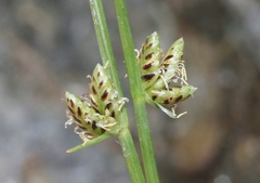 Cyperus laevigatus