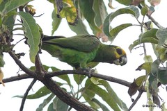 Poicephalus flavifrons