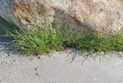 Cyperus laevigatus