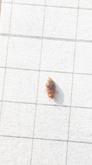 Epuraea ocularis