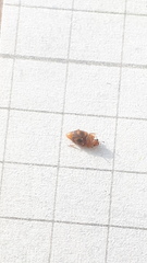 Epuraea ocularis
