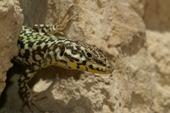 Podarcis filfolensis maltensis