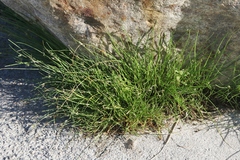 Cyperus laevigatus