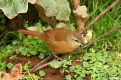 Bradypterus cinnamomeus