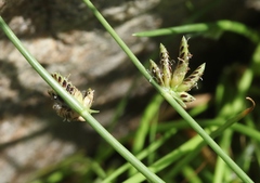 Cyperus laevigatus