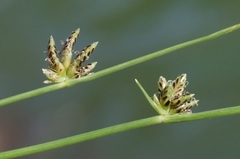 Cyperus laevigatus