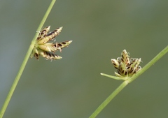 Cyperus laevigatus