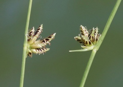 Cyperus laevigatus