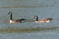 Branta canadensis