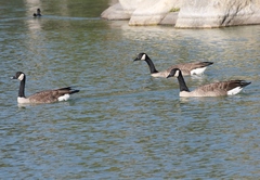 Branta canadensis