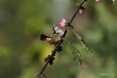 Coccopygia quartinia