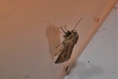 Denticucullus pygmina