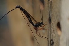 Ephialtes manifestator