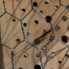 Ephialtes manifestator