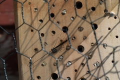 Ephialtes manifestator