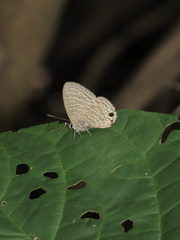 Nacaduba