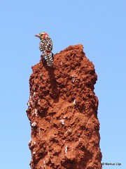 Trachyphonus erythrocephalus