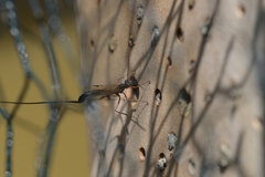 Ephialtes manifestator