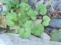 Viola renifolia