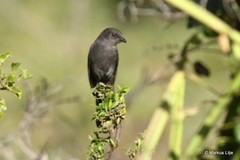 Melaenornis edolioides