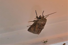 Denticucullus pygmina