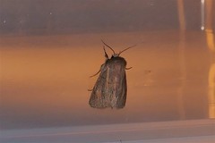 Denticucullus pygmina