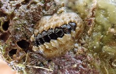 Acanthochitona sueurii