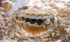 Acanthochitona sueurii