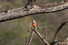 Poicephalus rufiventris