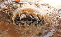 Acanthochitona sueurii