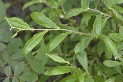 Salix brachypoda
