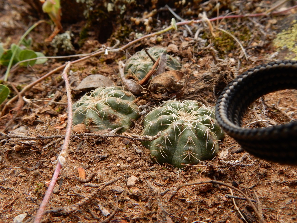 Echinocereus acanthosetus, Agua Blanca
