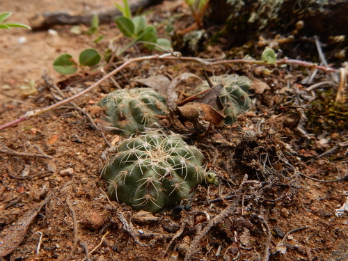Echinocereus acanthosetus